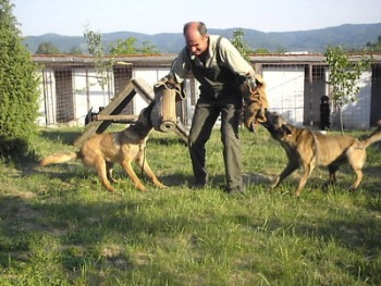 Foto adiestamiento defensa y ataque de perros Adiestramiento Defensa Y Ataque del perro de raza