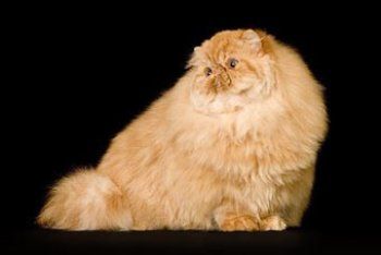 Foto de Gato persa rojo unicolor Descripción y origen del gato persa rojo unicolor