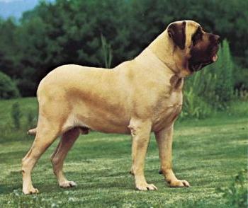 Foto de Raza Mastiff Inglés perro guardián Raza Mastiff Inglés perro guardián