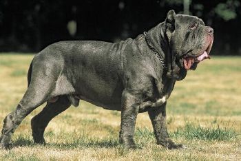 Fotografia de mastin napolitano El Mastin Napolitano perro dulce y cariñoso