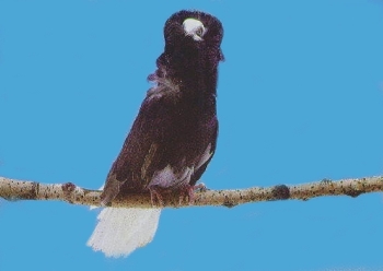 Foto de Información Sobre la Paloma Capuchina Negra o Pelucona Información Sobre la Paloma Capuchina Negra o Pelucona