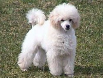 foto de raza de perro caniche-toy enano Todo sobre el Caniche Toy o Caniche Enano