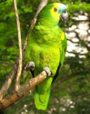 foto de Cómo es el Loro de Frente Azul Cómo es el Loro de Frente Azul