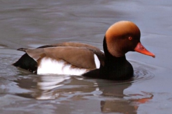 Foto de Cómo y donde vive el Pato Colorado Cómo y donde vive el Pato Colorado