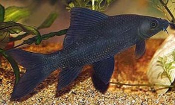 Foto de Especie de Pez Labeo Negro o Tiburón Negro Especie de Pez Labeo Negro o Tiburón Negro