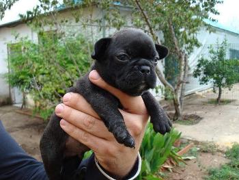 Foto de Consejos para Elegir una Raza Canina Consejos para Elegir una Raza Canina