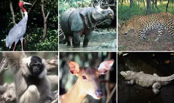 foto de especies en peligro de extincion Cuales son las Especies en Peligro De Extinción