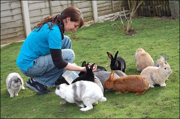 foto de como criar conejos domesticos Como Criar Conejos Domésticos