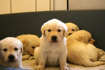 foto de Donde Comprar un Cachorro Labrador Retriever Donde Comprar un cachorro Labrador Retriever