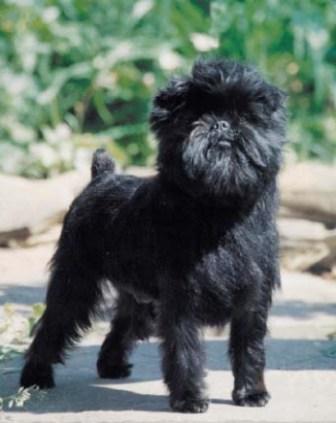 foro de Perro Grifon Belga Perro Grifon Belga