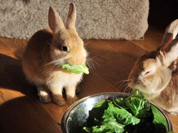 foto de como cuidar un conejo doméstico Como Cuidar un Conejo Doméstico