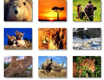 foto del dia mundial de los animales 4 de Octubre Día Mundial De Los Animales
