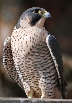 foto de halcon peregrino El Halcón Peregrino Aves de Chile