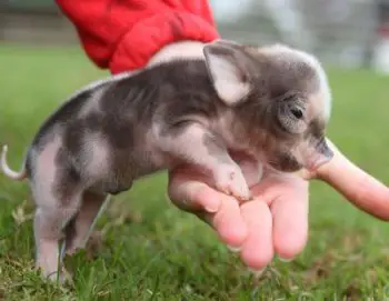 foto de minipigs en mexico Mini Cerdos - La Nueva Mascota de Moda en México