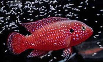 foto de Hemichromis Bimaculatus El Pez Joya Cuidados y Reproducción