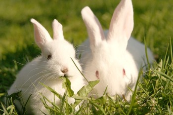 foto de como es un conejo Como es un Conejo - Características Generales