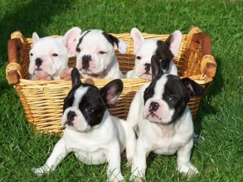 foto de criaderos raza bulldog-frances Criaderos de Cachorros de la Raza Bulldog Francés