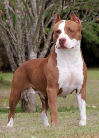 foto de Qué razas de perros se presentan como peligrosas Qué razas de perros se presentan como peligrosas