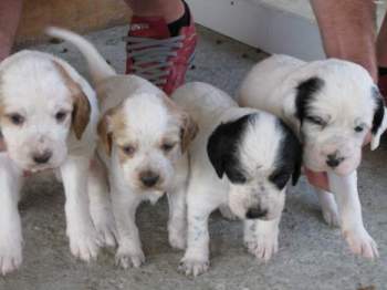 foto de criaderos de la raza setter ingles Criaderos de Cachorros de la Raza Setter Inglés