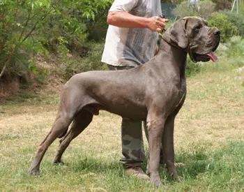 foto de gran danes o dogo aleman Gran Danés o Dogo Alemán