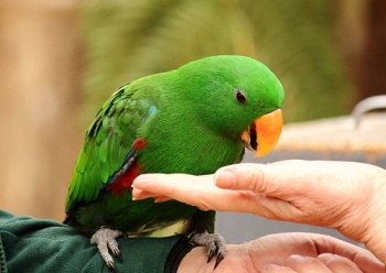 foto de como alimentar a loros bebes y adultos Cómo Alimentar a Loros Bebes y Adultos