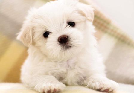 El Caniche y sus Cuidados Foto de El Caniche y sus Cuidados
