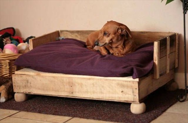 cistitis canina perro enfermedades Qué es la cistitis canina