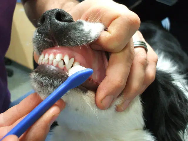 enfermedad bucal canina cuidar salud bucal canina perro Cuáles son las enfermedades bucales más comunes de los perros