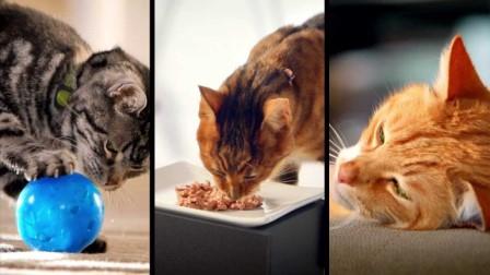el gato y su metabolismo Conocimientos acerca del metabolismo del gato
