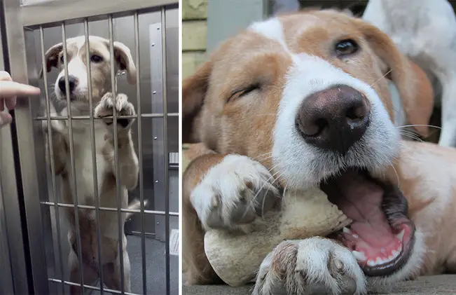 Antes y después de la adopción de mascotas Antes y después de la adopción de mascotas