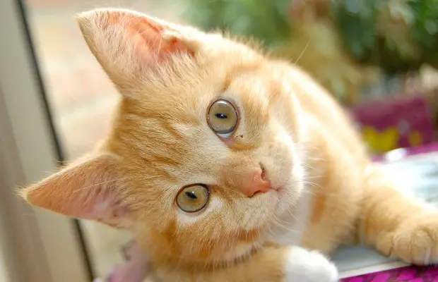Curiosos datos que no sabías sobre los gatos Curiosos datos que no sabías sobre los gatos