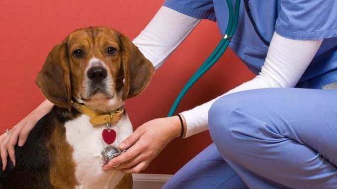 Qué es el Parvovirus Canino y Cómo se Contrae Qué es el Parvovirus Canino y Cómo se Contrae