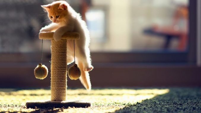 15 datos curiosos sobre los gatos que te sorprenderán 15 datos curiosos sobre los gatos que te sorprenderán