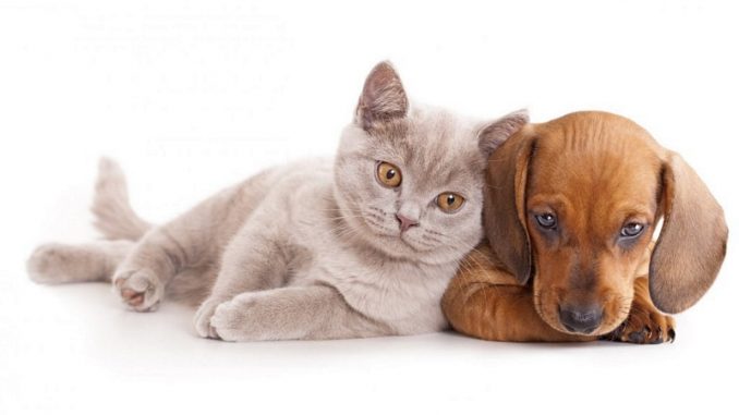 Cuándo castrar o esterilizar a tu mascota Cuándo castrar o esterilizar a tu mascota