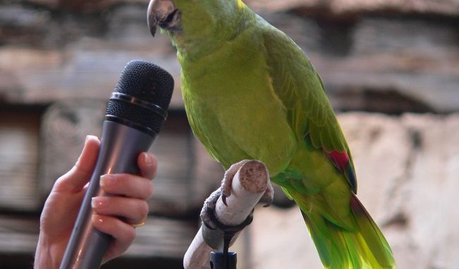 Foto Cómo hacer hablar a mi loro Cómo hacer hablar a mi loro