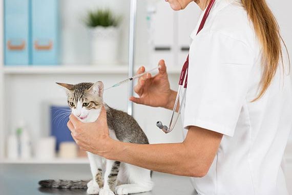 Foto de Qué Vacunas Ponerle a mi Gato Qué Vacunas Ponerle a mi Gato