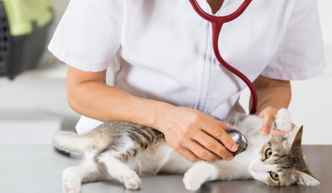 Foto de Listado de Centros Veterinarios de España Listado de Centros Veterinarios de España