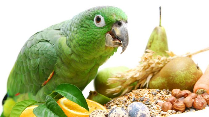 Foto de Alimentos Peligrosos para Loros Alimentos Peligrosos para Loros