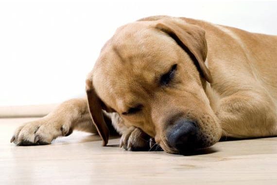 Foto de Razas de Perros con Problemas en las Articulaciones Razas de Perros con Problemas en las Articulaciones