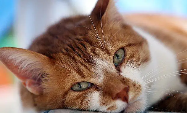 Foto de Enfermedades Virales del Gato Enfermedades Virales del Gato