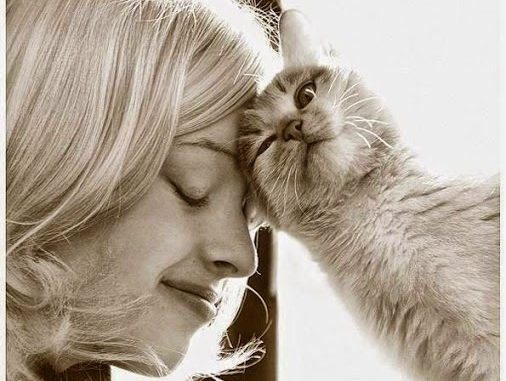 Foto de Tener un Gato nos Ayuda a Combatir el Estrés Tener un Gato nos Ayuda a Combatir el Estrés