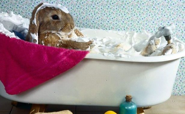 Imágenes de Cómo Debo Bañar a mi Conejo Cómo Debo Bañar a mi Conejo