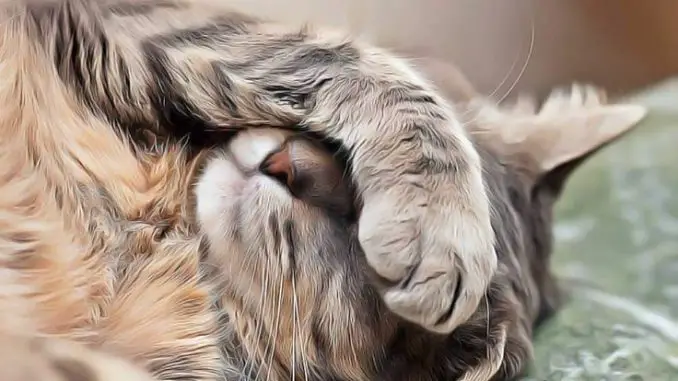 Imágenes de Que Hago si mi Gato Tiene Vomito Que Hago si mi Gato Tiene Vomito