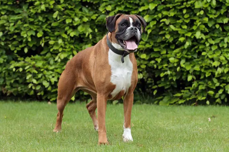 boxer puppies ta caracter 237 sticas f 237 sicas perro boxer boxer puppies ta caracter 237 sticas f 237 sicas perro boxer