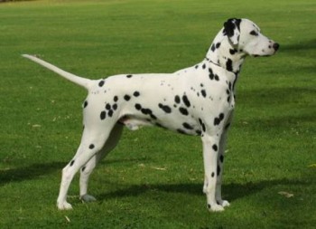 Foto de Raza de perro Dalmata Raza de perro Dalmata
