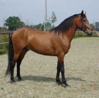Foto de Caballo Alter Real para equitación Caballo Alter Real para Equitación