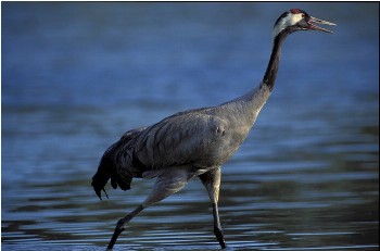 foto de Característica del Ave Grulla Característica del Ave Grulla