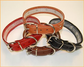 foto de Qué Collar Ponerle a tu Perro Qué Collar Ponerle a tu Perro