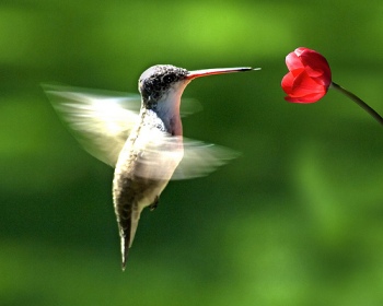 foto de Colibríes También llamados Pájaros Mosca Colibríes También llamados Pájaros Mosca