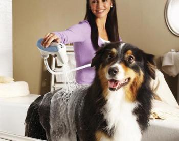foto del Cómo cuidar el pelo de los perros Cómo cuidar el pelo de los perros